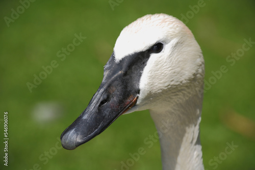 Φωτογραφία Trompeterschwan / Trumpeter swan / Cygnus buccinator