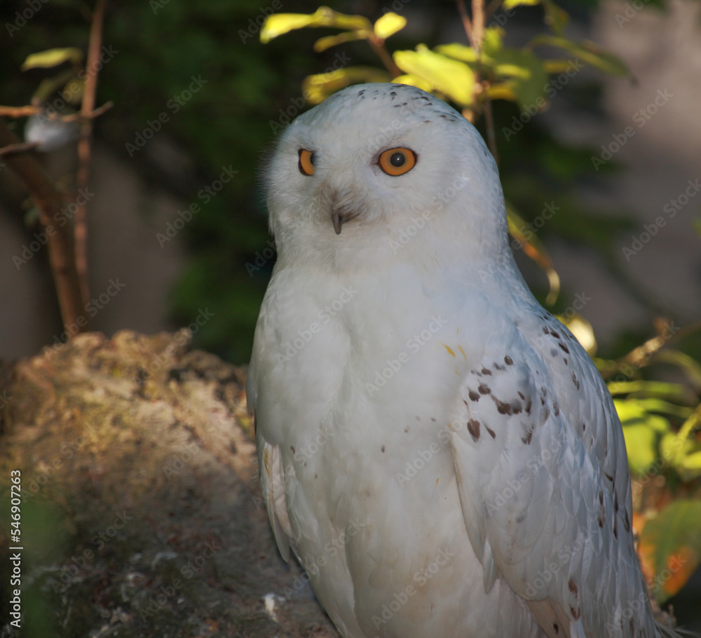 Schnee-Eule / Snowy owl / Bubo scandiacus Schnee-Eule / Snowy owl / Bubo scandiacus