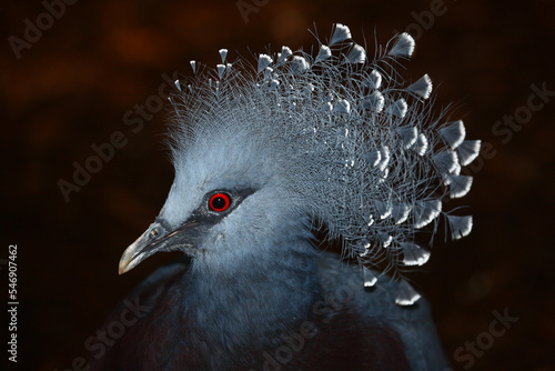 Fächertaube oder Victoria-Krontaube / Victoria crowned pigeon / Goura victoria