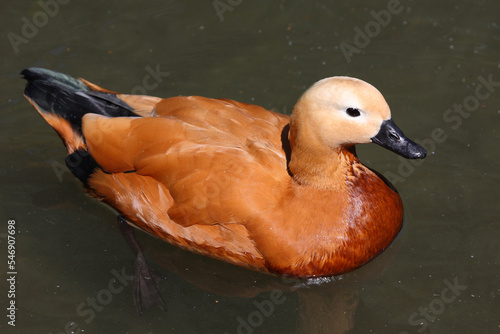 Rostgans / Ruddy shelduck / Tadorna ferruginea.