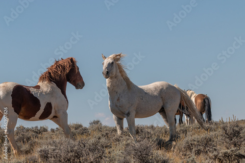 Fototapeta Naklejka Na Ścianę i Meble -  Pair of Wild Horse Stallions Fighting in the Wyoming Desert in Autumn