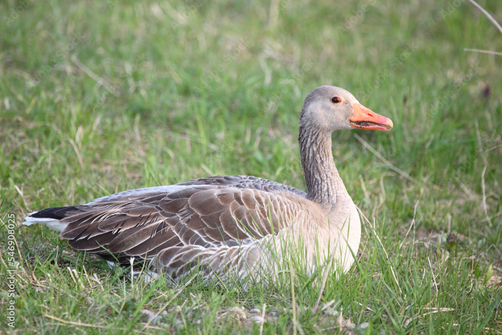 Graugans / Greylag goose / Anser anser Graugans / Greylag goose / Anser anser