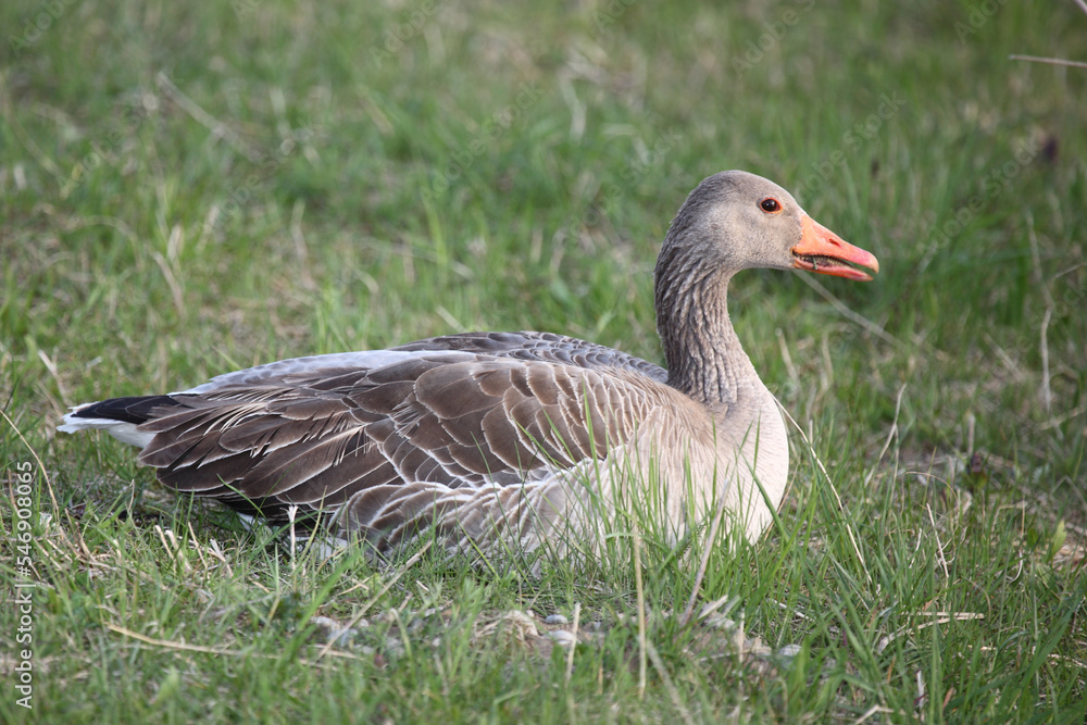 Graugans / Greylag goose / Anser anser Graugans / Greylag goose / Anser anser