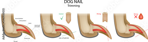 Dog nail trimming Wrong and Correct. Anatomical claw side view structure diagram. Canine toenail clipping information. photo