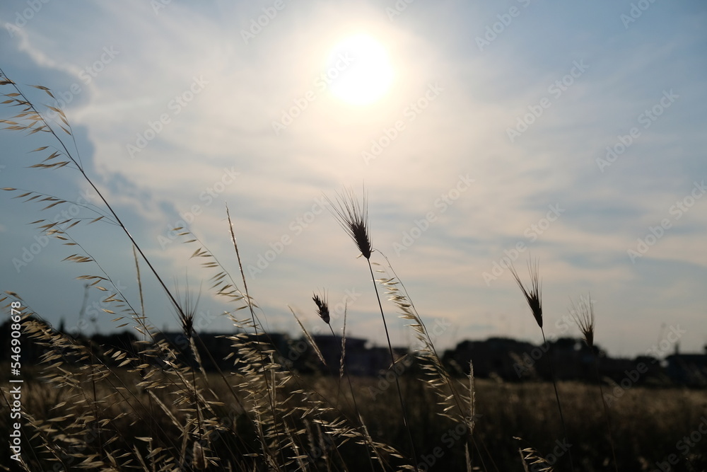Fototapeta premium sunset in the grass