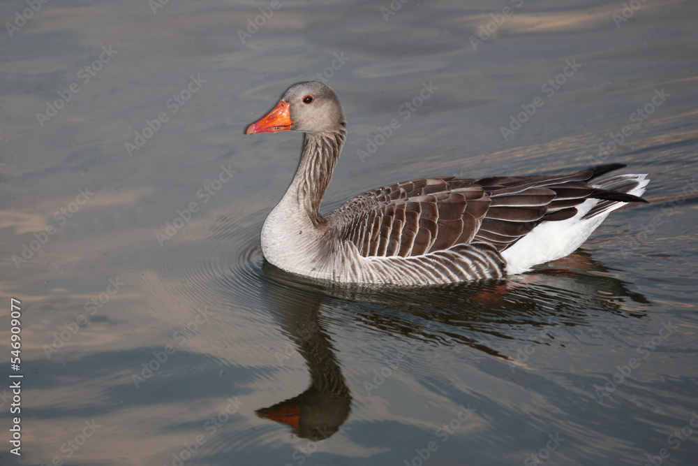 Graugans / Greylag goose / Anser anser Graugans / Greylag goose / Anser anser