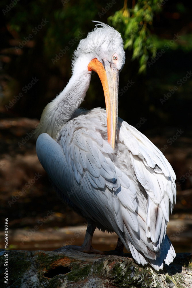 Obraz premium Krauskopfpelikan / Dalmatian pelican / Pelecanus crispus