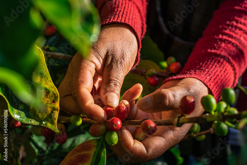 COSECHA DE CAFÉ PERUANO -REGIÓN AMAZONAS