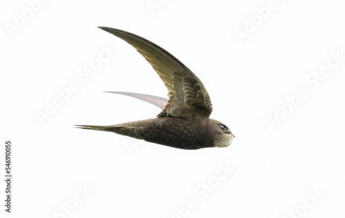 Common swift in flight against sky