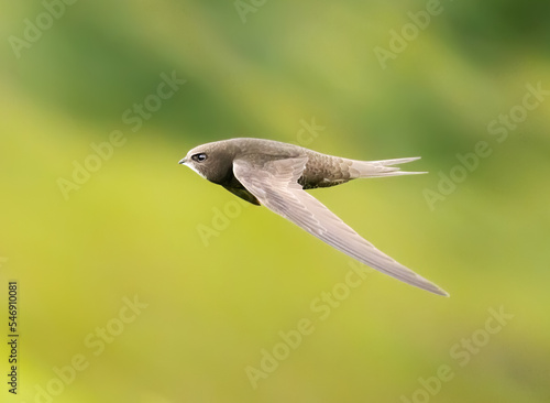Common swift in flight over grass