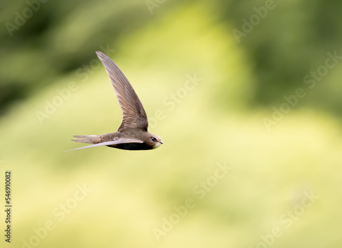 Common swift in flight over grass