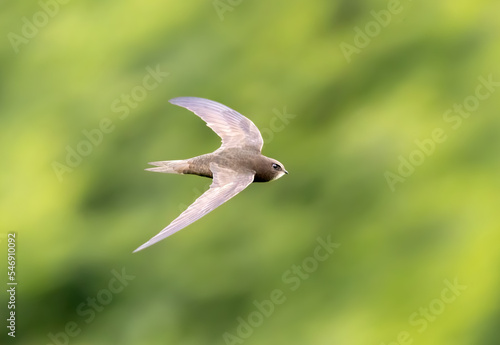 Common swift in flight over grass