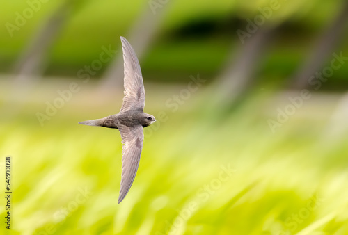 Common swift in flight over grass photo