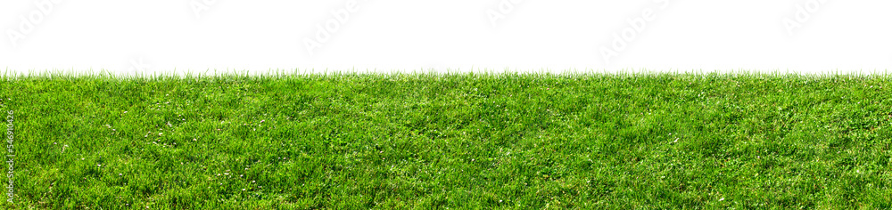 green grass field isolated, png - obrazy, fototapety, plakaty 