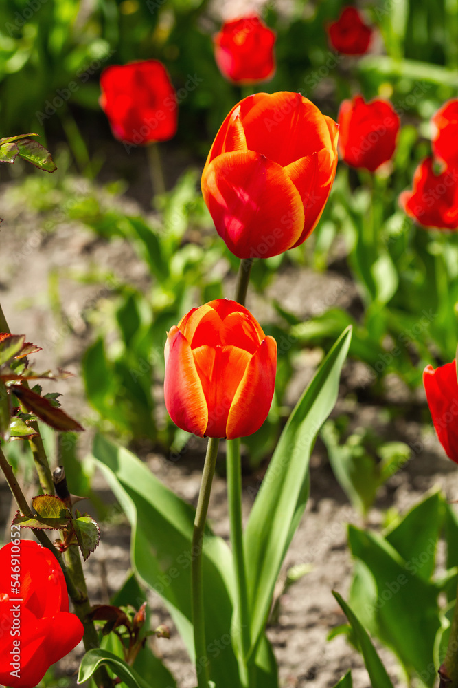 Blooming red tulips in the garden. Spring seasonal of growing plants. Gardening concept background Blooming red tulips in the garden. Spring seasonal of growing plants. Gardening concept background