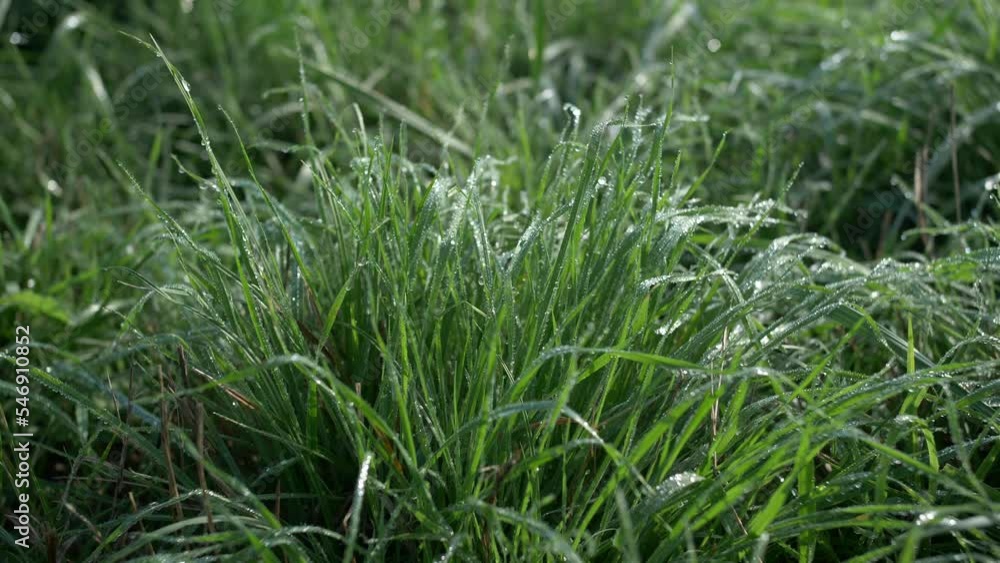 Close up tufts of grass with dew above. Slow motion 4K Close up tufts of grass with dew above. Slow motion 4K