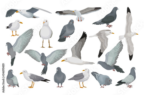Seagulls and Pigeon Flying Bird Species with Grey Plumage and Beak Big Vector Set