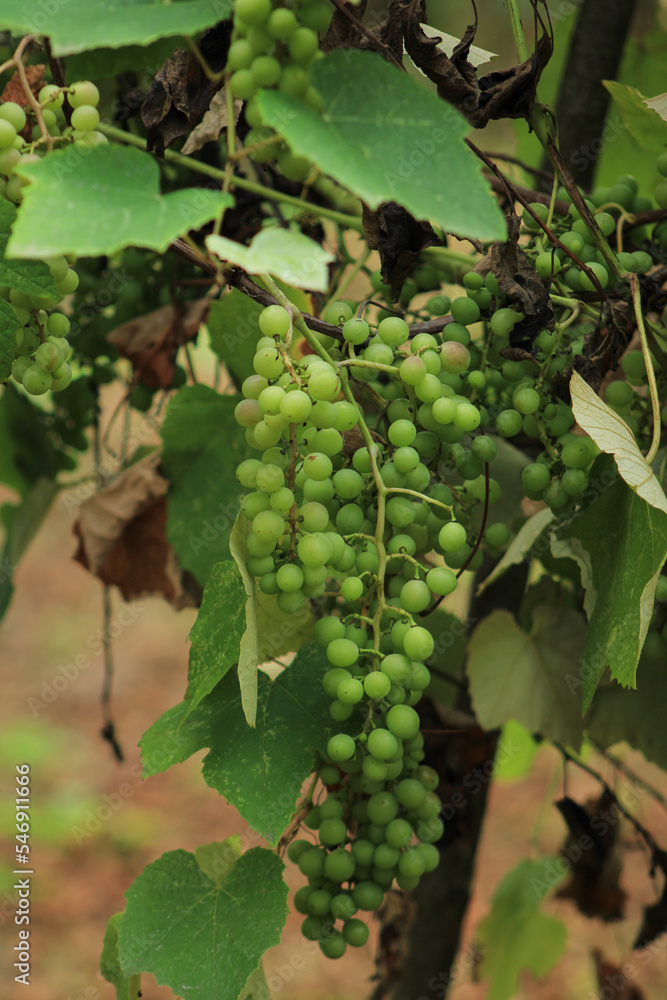 naturally delicious grape landscape photo