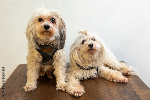 Two ungroomed Chinese Crested Powder puff dogs on a wooden table holding paws
