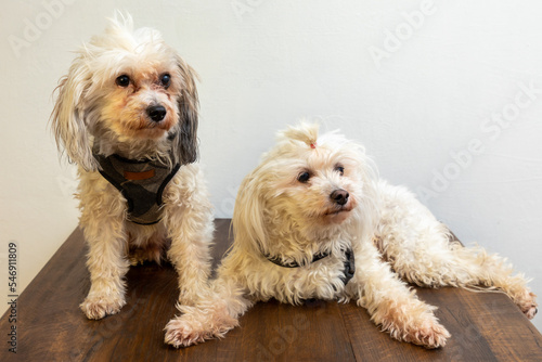 Two ungroomed Chinese Crested Powder puff dogs on a wooden table