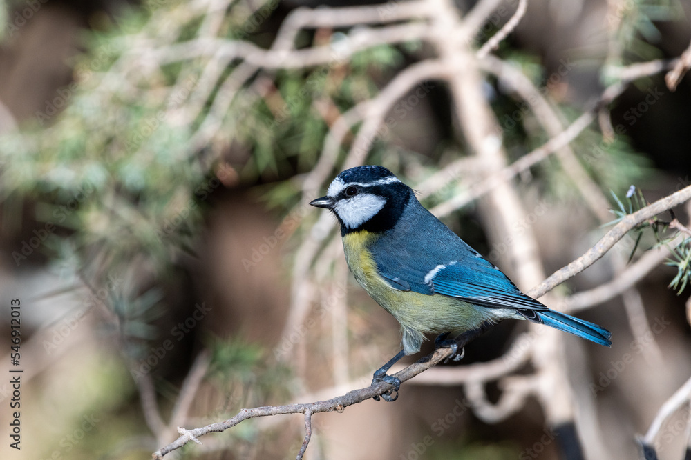 North Africain blue tit perching on a tree North Africain blue tit perching on a tree