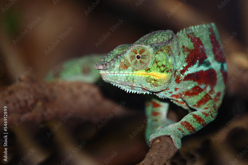 Pantherchamäleon / Panther chameleon / Furcifer pardalis. Pantherchamäleon / Panther chameleon / Furcifer pardalis.