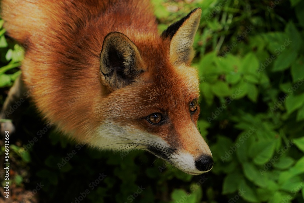 Fuchs Fuchs