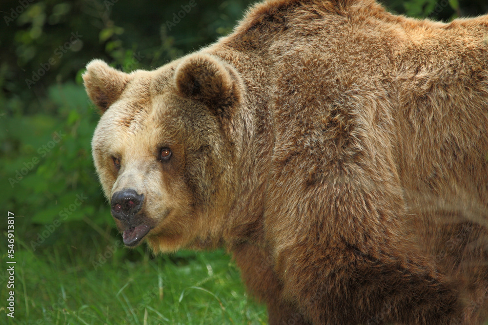 Europäischer Braunbär / European brown bear/ Ursus arctos arctos