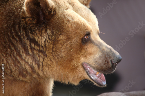 Europäischer Braunbär / European brown bear/ Ursus arctos arctos