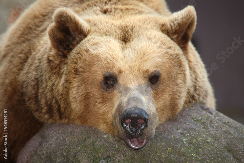 Europäischer Braunbär / European brown bear/ Ursus arctos arctos