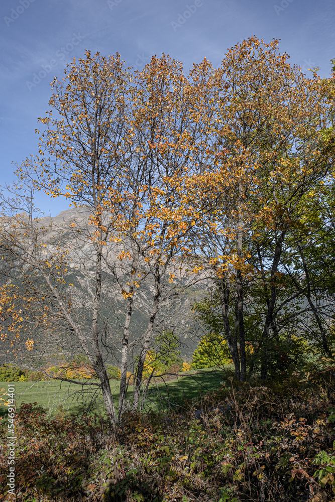 Trees in autumn fall season as seen in the mountains near Briancon in the Provence-Alpes-Côte d'Azur region in Southeastern France, France Trees in autumn fall season as seen in the mountains near Briancon in the Provence-Alpes-Côte d'Azur region in Southeastern France, France