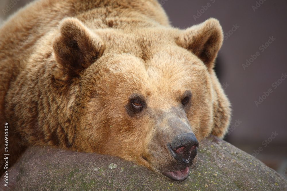 Fototapeta premium Europäischer Braunbär / European brown bear/ Ursus arctos arctos