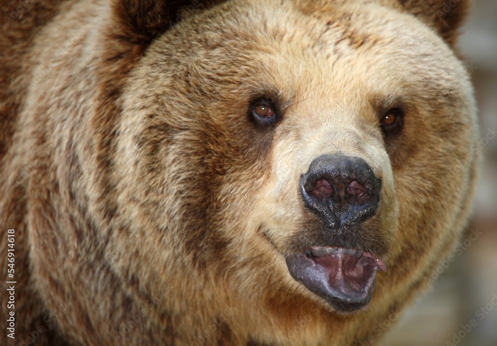 Obraz premium Europäischer Braunbär / European brown bear/ Ursus arctos arctos