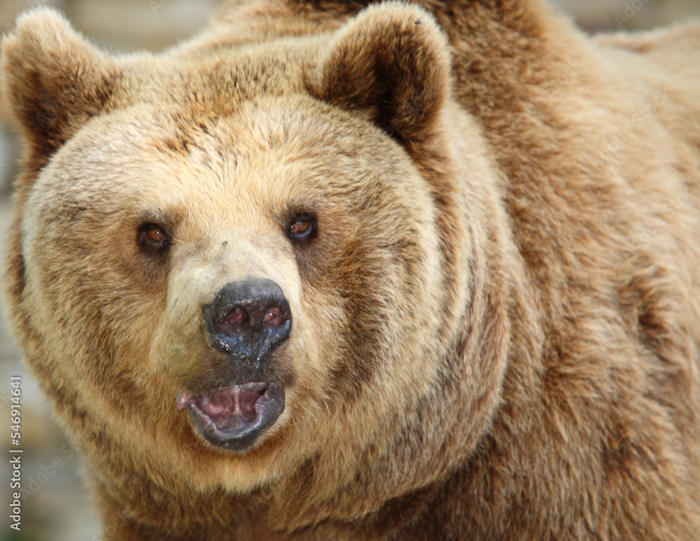Fototapeta premium Europäischer Braunbär / European brown bear/ Ursus arctos arctos