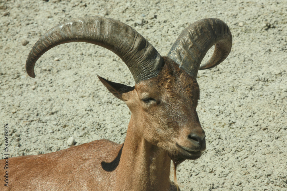 Daghestanischer Tur / East Caucasian tur / Capra ibex cylindricornis. Daghestanischer Tur / East Caucasian tur / Capra ibex cylindricornis.
