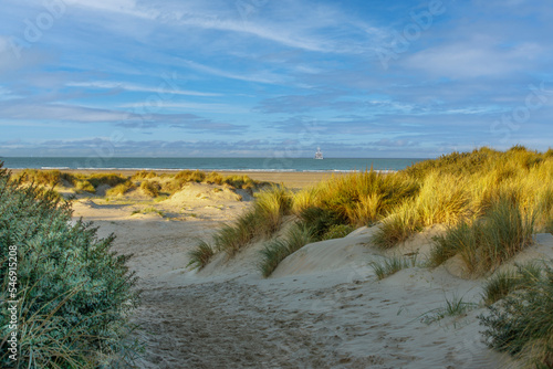 Fototapeta Naklejka Na Ścianę i Meble -  Dutch coastal landscape at sunrise with dunes overgrown with dune grass and a view of the North Sea at IJmuiden along a sandy path that gives access to the beach with a westward sailing luxury yacht