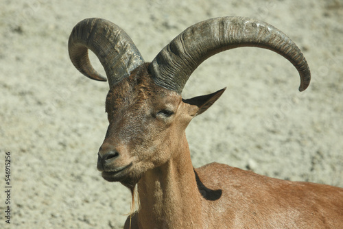 Daghestanischer Tur / East Caucasian tur / Capra ibex cylindricornis. photo