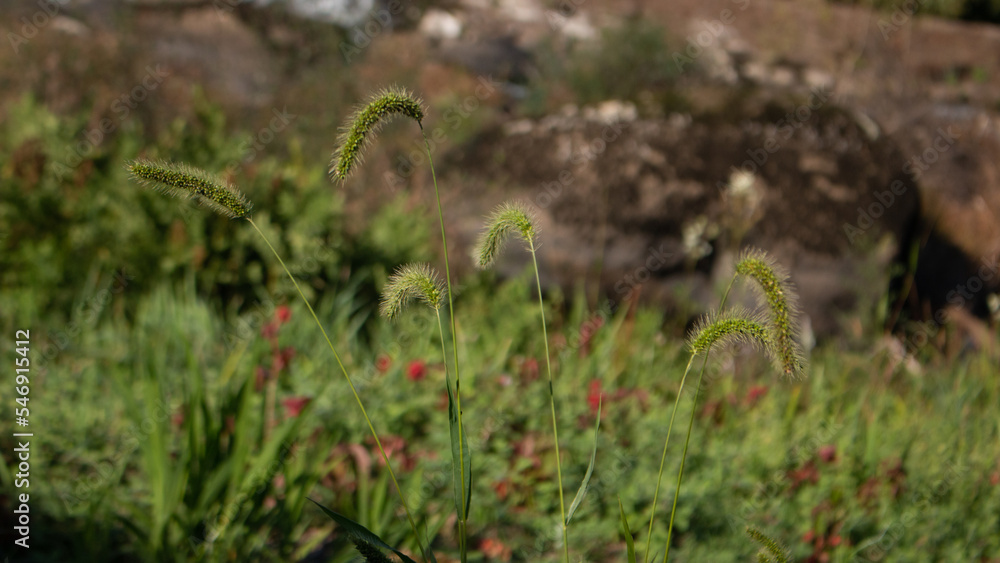 Obraz premium Campo verde 