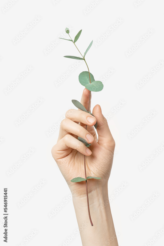 Female hand with eucalyptus on a gray background Female hand with eucalyptus on a gray background