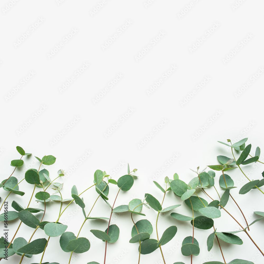 White background with sprigs of fresh eucalyptus