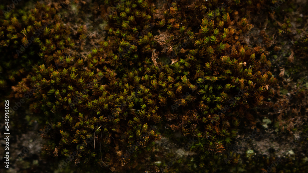 Musgo verde en Otoño Musgo verde en Otoño