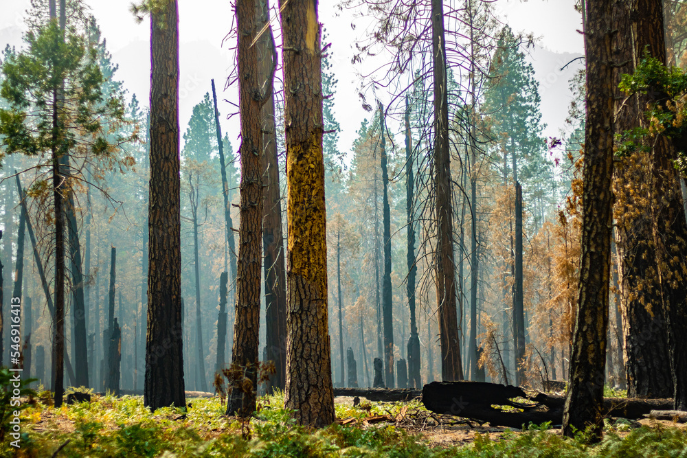 Fototapeta premium Half burned forest