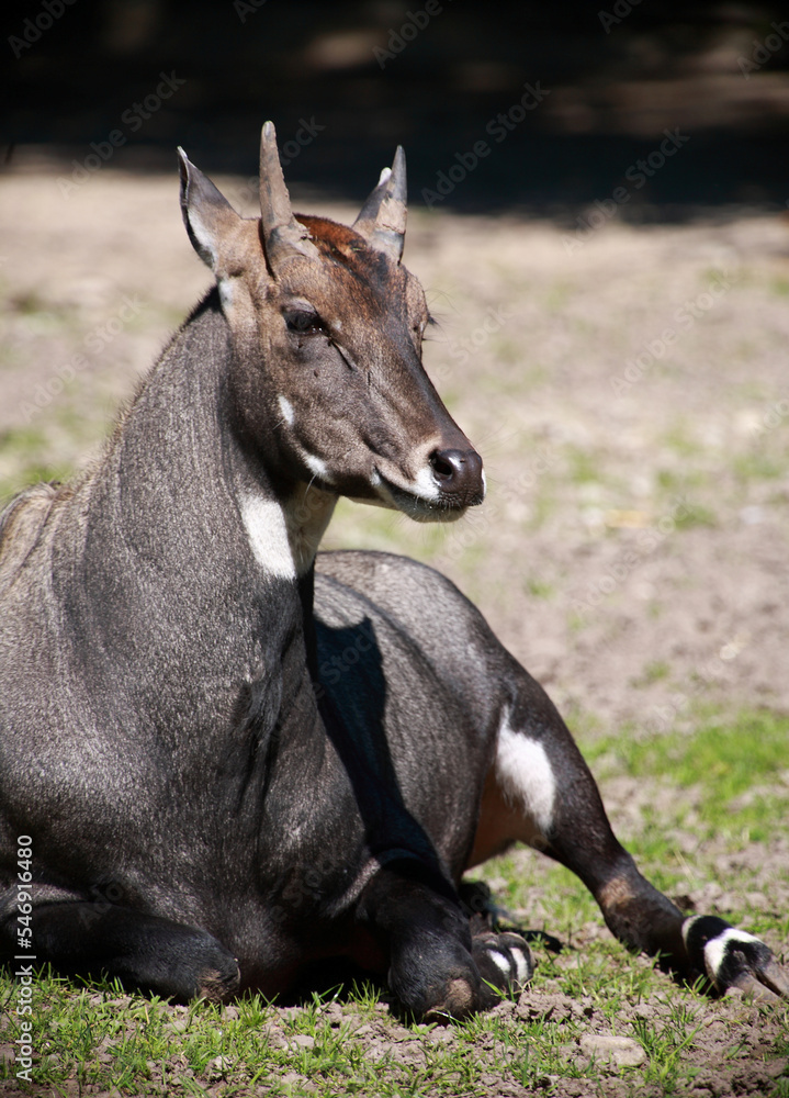 Nilgauantilope / Nilgai antelope / Boselaphus tragocamelus