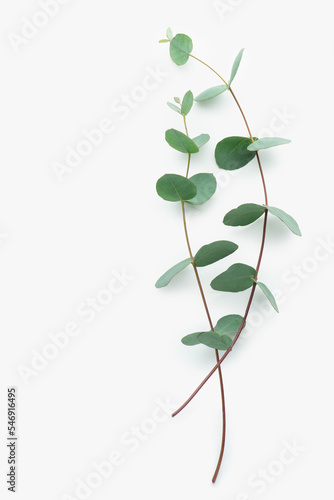 floral print; retro; leaves; colorful; texture; romantic; ornament; bouquet; isolated; style; flora; floral; foliage; green; design; plant; background; white; branch; eucalyptus; leaf; illustration; n