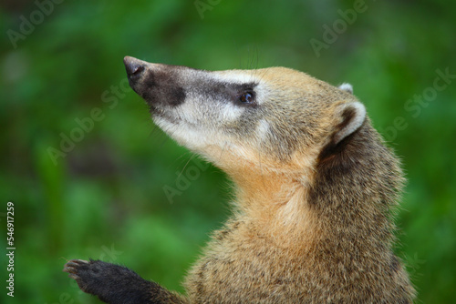 Südamerikanischer Nasenbär / South American coati / Nasua nasua
