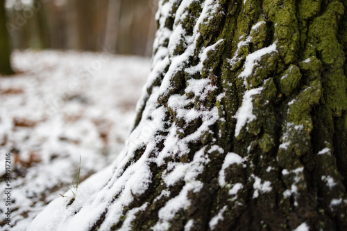 Fototapeta Naklejka Na Ścianę i Meble -  Snow on a tree trunk in winter forest close-up.