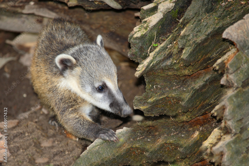 Fototapeta premium Südamerikanischer Nasenbär / South American coati / Nasua nasua.