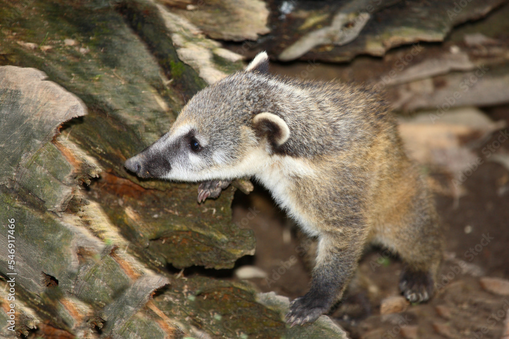 Naklejka premium Südamerikanischer Nasenbär / South American coati / Nasua nasua.