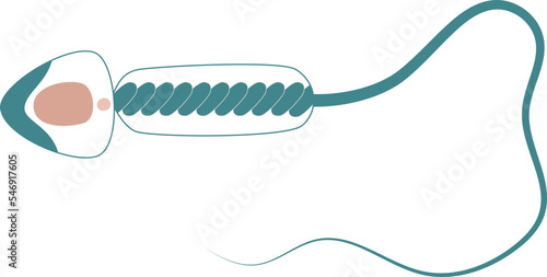 Educational diagram of human sperm cell. Flat style simple illustration