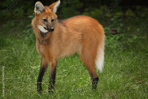 Mähnenwolf / Maned wolf / Chrysocyon brachyurus